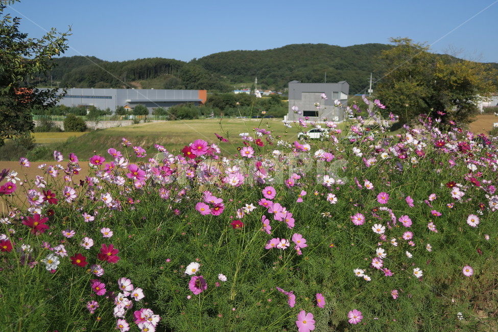 가을,코스모스,가을산책,가을감성,꽃,가을,계절,fall,autumn,season,flower,geranium,제라늄,blossom,plant,식물,outdoors,옥외