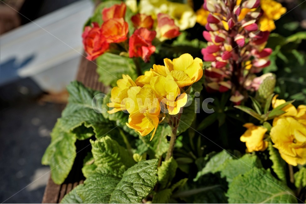 봄,정원,가드닝,원예,원예식물,화려,식물,꽃,garden,scent,healing,bloom,colorful,floral,flower,gardenflowers,happymind,life,nature,plant,spring