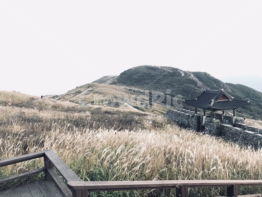 갈대밭,억새,황매산갈대,황매산풍경,가을황매산,가을,계절,fall,autumn,season,자연,풍경,nature,landscape,한국자연풍경,한국자연경관,korea nature landscape