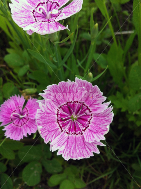 꽃,잎사귀,봄,들,정원,garden,leaf,flower,식물,자연,plants,nature,꽃,flower