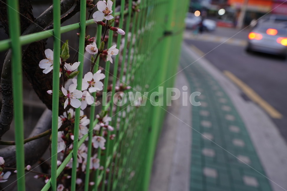벚꽃,봄꽃,봄,계절,느낌,감성,색감,화이트,꽃,플라워,생물,식물,flower,생명,식물,자연,plants,nature,꽃,flower
