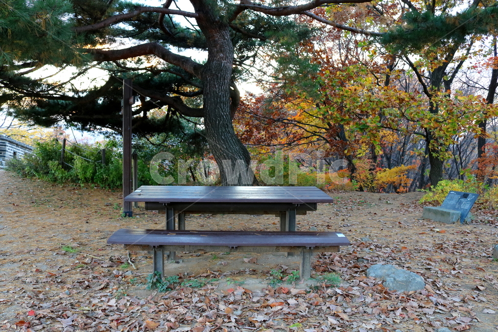 의자,식탁,테이블,나무,나무의자,공원,남한산성,쉼터,가을,계절,fall,autumn,season,bench,벤치,furniture,가구,ground,바닥,tree,plant,식물