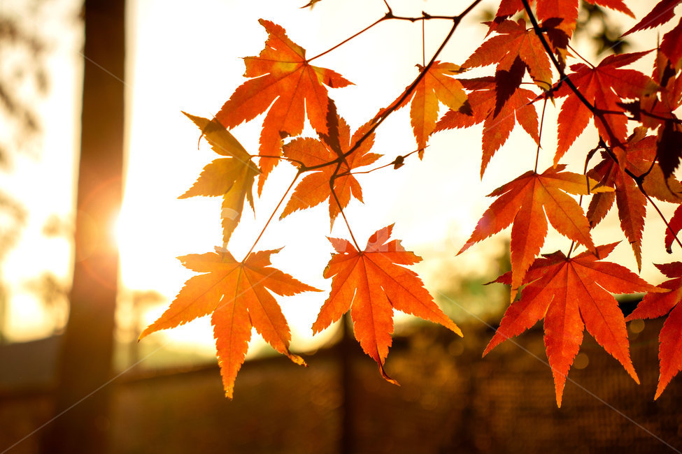 가을,단풍,잎,나무,식물,leaf,plant,tree,fall,빛,아침,나뭇잎,단풍잎,단풍나무,감성,가을,계절,fall,autumn,season,식물,자연,plants,nature