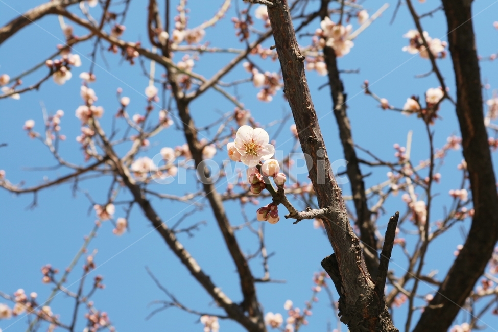 blossom,flower,꽃,식물,plant,매화,봄,하늘,계절
