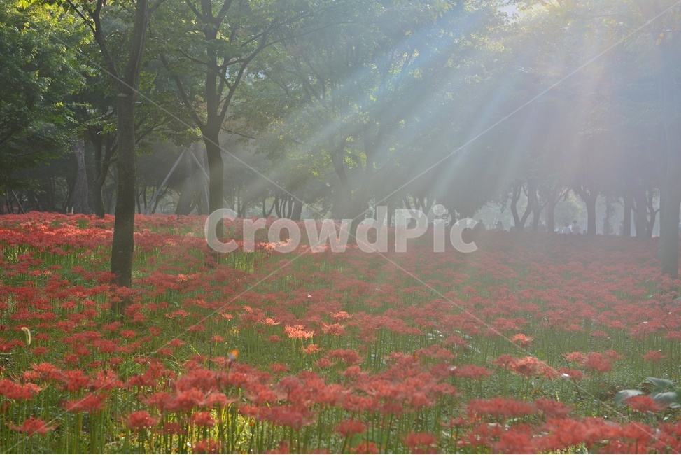 nature,자연,outdoors,옥외,plant,식물,tree,나무,경치,경관,풍경,영광,불갑사,꽃무릇,상사화축제,축제,아침,안경,빛,안개,빛내림