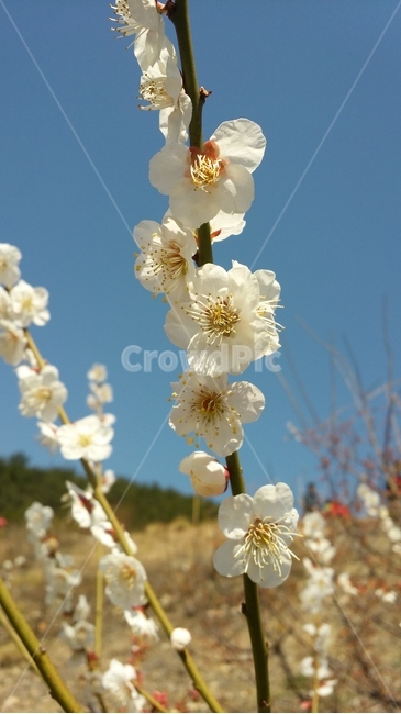 순매원,매화,백매,꽃,봄꽃,식물,식물,자연,plants,nature,꽃,flower