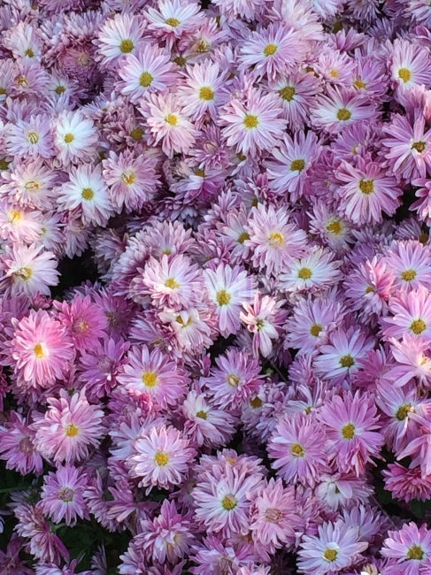 꽃,식물,자연,purple,flower,nature,식물,자연,plants,nature,꽃,flower