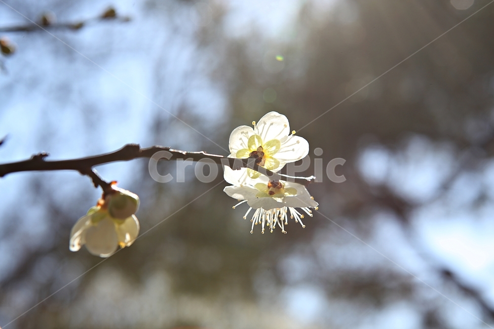 매화곷,매화,꽃,꽃잎,봄꽃,봄,식물,자연,공원,식물,자연,plants,nature,꽃,flower