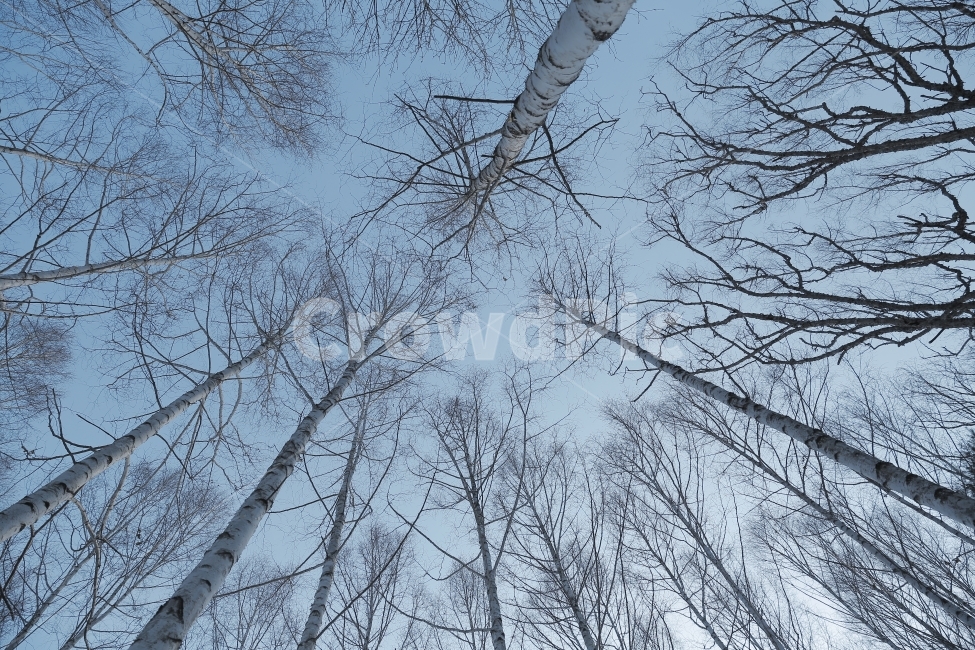 자작나무,자작나무숲,인제,설경,겨울,풍경,snow,눈,landscape,겨울,계절,winter,season,자연,풍경,nature,landscape,식물,plants,나무,trees,wood,plant,tree