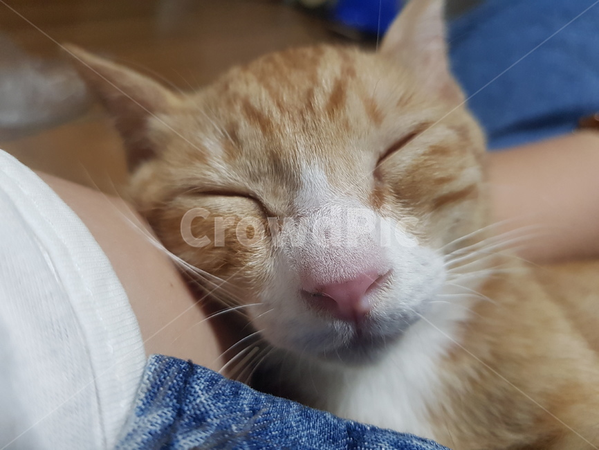 고양이,cat,동물,animal,꼬맹이,자는모습,동물,animal,포유류,mammal,고양이,cat,kitten,kitty