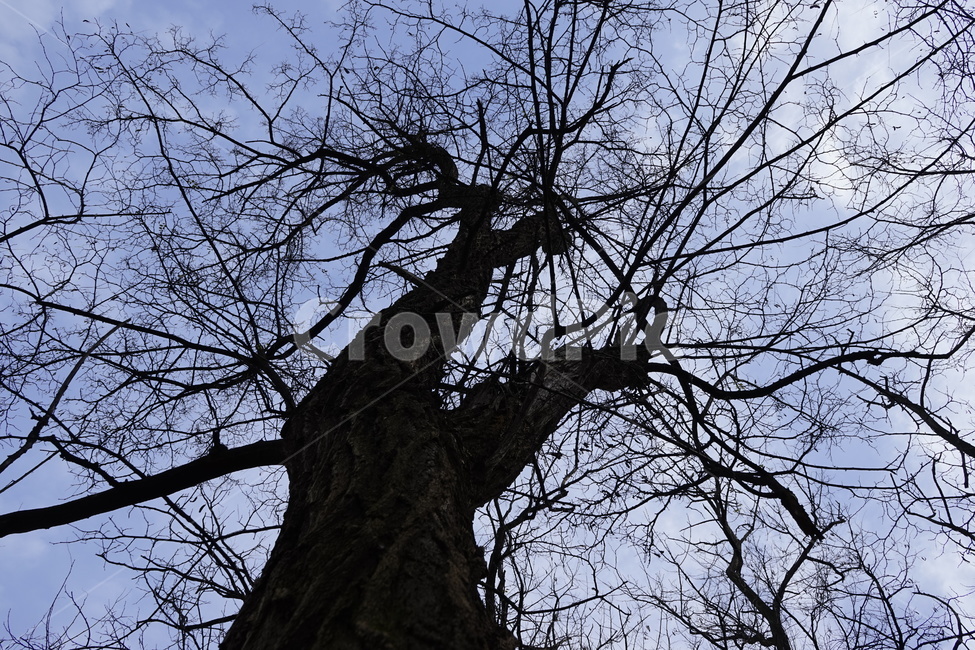 실루엣,초겨울,계절,하늘,silhouette,자연,가지,고목,나무,blue,season,winter,branch,tree,식물,자연,plants,nature,나무,trees,wood
