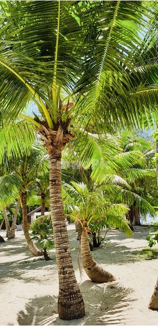 야자수,사이판,식물,나무,plant,tree,여름,summer,palmtree,야자나무,여행,자연