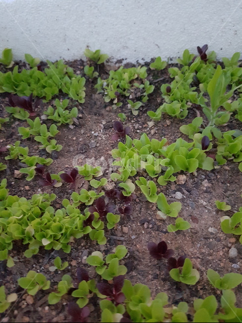 새싹,봄,새싹많이,상추,화분,식물,자연,plants,nature,채소,야채,vegetables