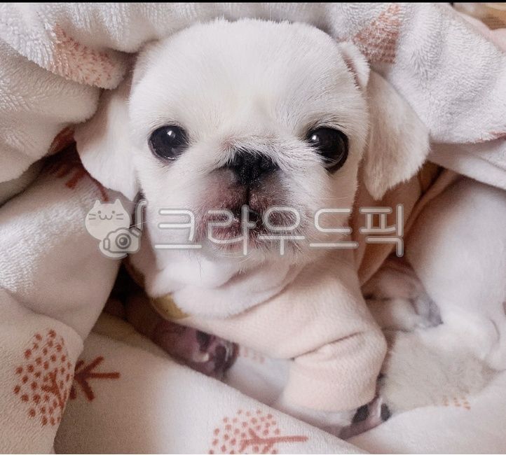 페키,귀여운,강아지,반려동물,페키니즈,펫