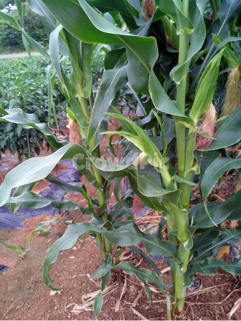 옥수수,옥수수밭,옥수수재배,곡식,곡물,곡류,곡식,cereals,농업,농사,agriculture,farming,farming industry