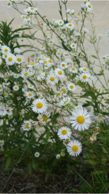 꽃,계란꽃,흰색,노란색,초록색,자연,flower,eggflower,white,yellow,green,nature,hana,tamagohana,shiro,kiiro,midori,식물,자연,plants,nature,꽃,flower