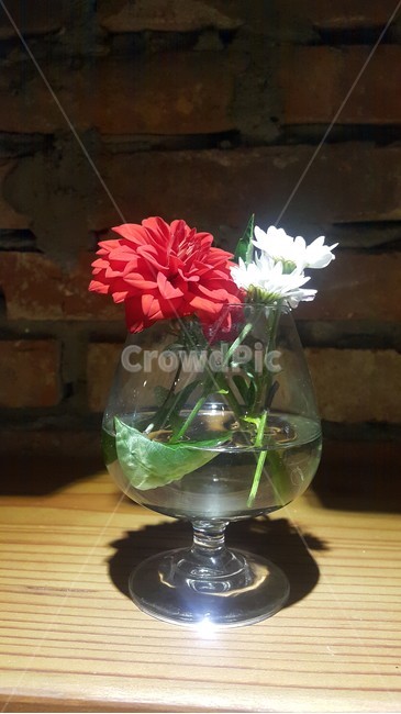 인테리어,정물,꽃,유리잔,조명,실내용화초,화분,화초,house plant