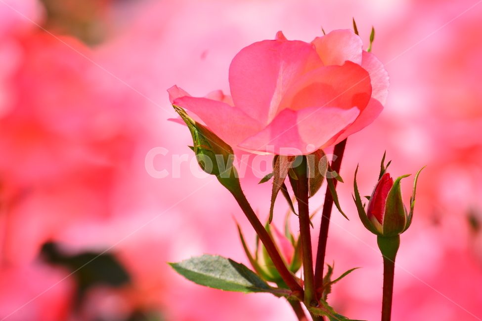 장미,장미꽃,로즈,꽃,아름다움,예쁜,플라워,감성,필,느낌,분위기,데코레이션,꽃송이,꽃잎,feeling,rose,flowers,5월,계절의여왕,가시,가든,정원,앞뜰,장미원,장미축제,BEAUTIFUL,plant,garden,핑크색장미,분홍색장미,pink,식물,자연,plants,nature,꽃,flower,색깔,색상,색채,색감,color sense,color sensitivity,feeling of color