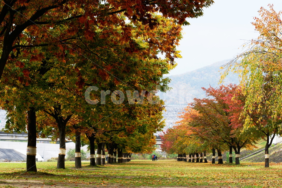 가을,단풍,산책,낙옆,터널,가을,계절,fall,autumn,season,자연,풍경,nature,landscape,tree,나무,plant,식물