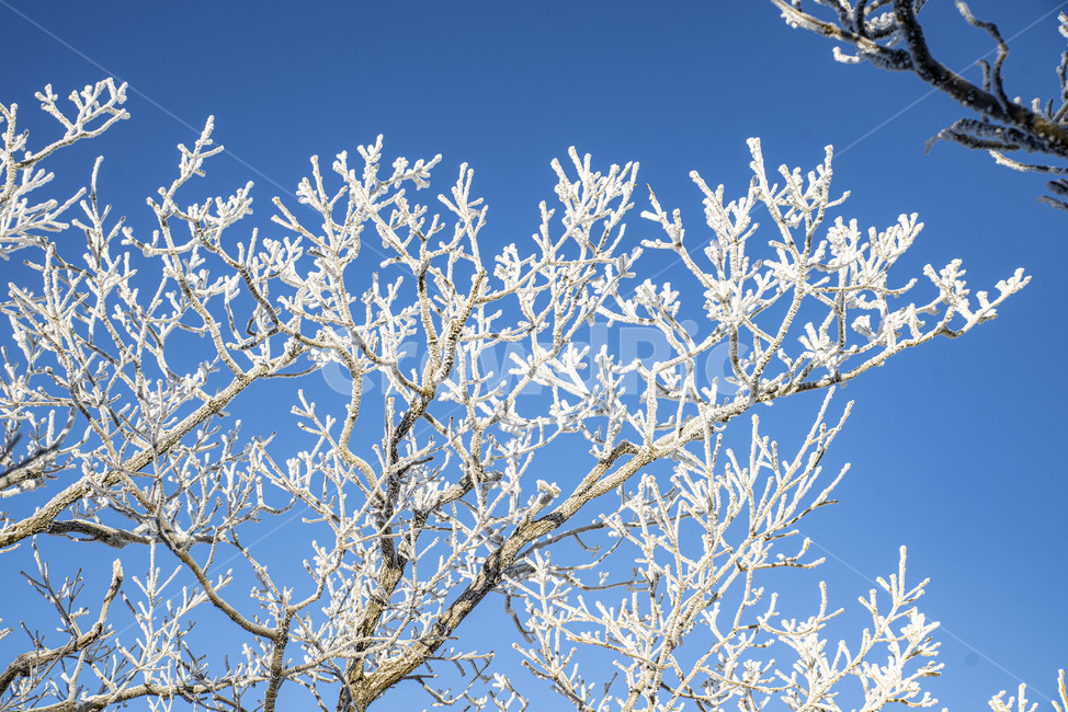 태백산,상고대,겨울,눈꽃,겨울풍경,풍경,산,겨울산,설산,겨울,계절,winter,season,자연,풍경,nature,landscape