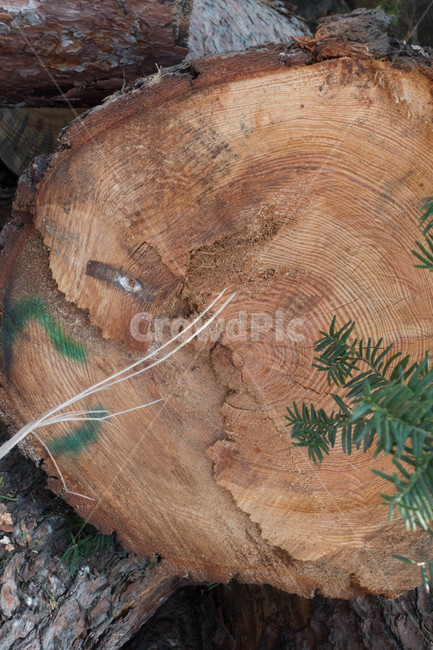 자연,nature,tree,plant,식물,wood,나무,나이테,목재,나무,trees,wood