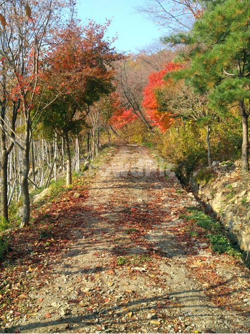가을,단풍,단풍나무,산책,힐링,걷기,운동,녹색,알록달록,붉은색,fall,fallenleaves,autumn,maple,가을,계절,fall,autumn,season,자연,풍경,nature,landscape,tree,나무,plant,식물,leaf,잎,ground,바닥