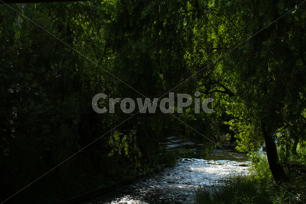 숲,나무,강,도심,자연,강물,풍경,청계천,자연,풍경,nature,landscape,water,물,outdoors,옥외