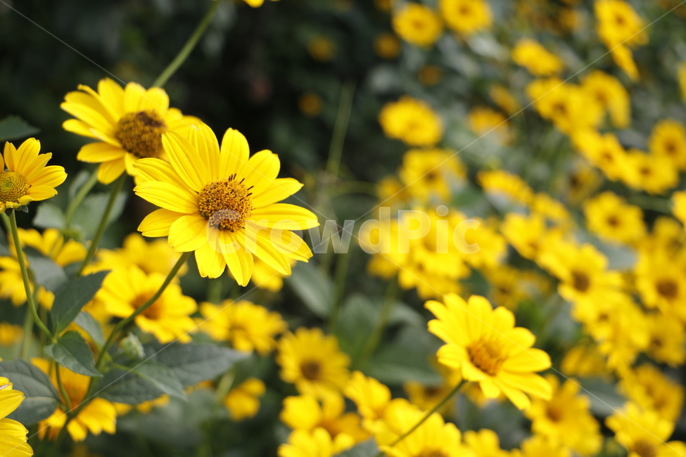 봄,봄꽃,노란꽃,국화꽃,들국화,꽃밭,풍경,자연,식물,풀,봄,계절,spring,season,식물,자연,plants,nature,꽃,flower,plant,blossom,daisies,데이지,daisy