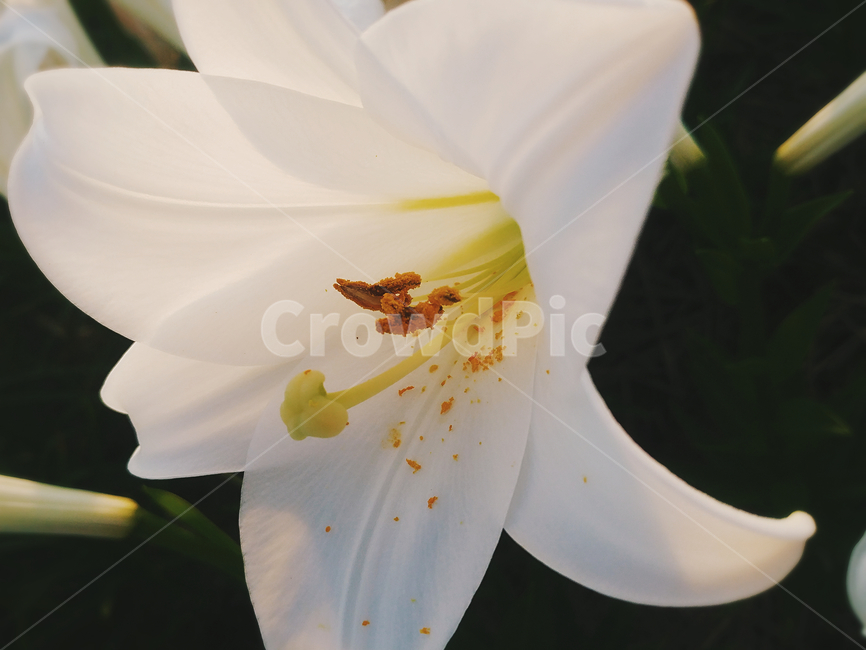plant,백합,꽃,flower,식물,식물,자연,plants,nature,꽃,flower
