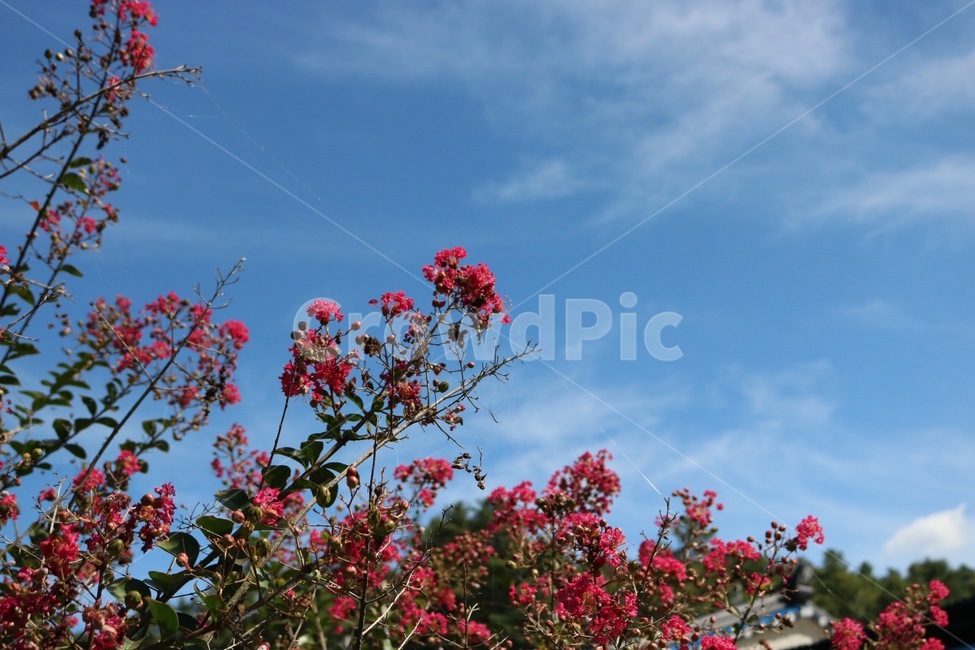 꽃,분홍,식물,하늘,자연,파랑,감성,flower,hana,pinku,pink,plants,shokubutsu,sky,sora,nature,blue,ao,구름,cloud,kumo,식물,자연,plants,nature,꽃,flower