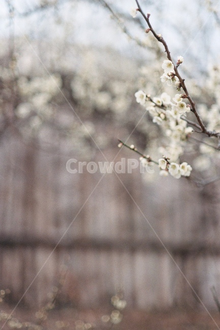 매화꽃,매화꽃배경,매화축제,매화나무,꽃,흰꽃,flowe,flowes,매화배경,매화꽃나무,매화꽃축제,매화,꽃배경,흰꽃배경,매화꽃송이,꽃송이,봄,계절,spring,season,식물,자연,plants,nature,꽃,flower,plant,blossom
