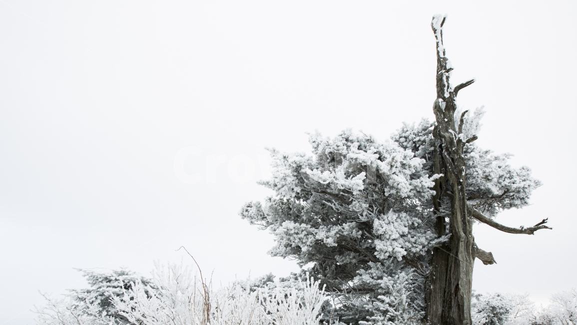 산,나무,흰눈,상고대,겨울,겨울,계절,winter,season,식물,자연,plants,nature,나무,trees,wood