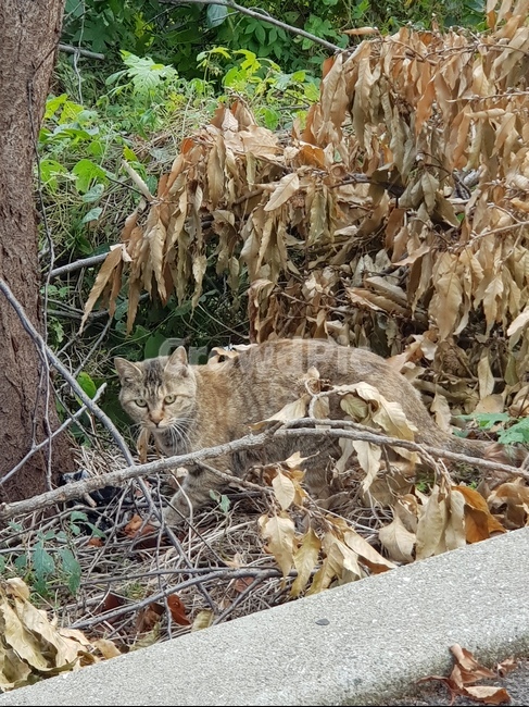 길고양이,고양이,cat,보호색,풀숲고양이,동물,animal,포유류,mammal,고양이,cat,kitten,kitty