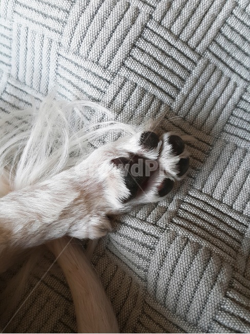 강아지,개,dog,발바닥,젤리,꼬리,말랑말랑