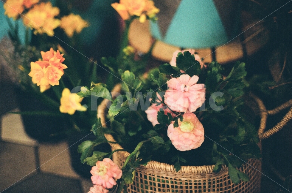 꽃,flower,꽃바구니,분홍색,분홍꽃,바구니,flowerpot,필름사진,필름,아날로그,film,filmphoto,fink,pot,analog,따뜻함,식물,자연,plants,nature,감성,sensible,feeling,꽃,flower