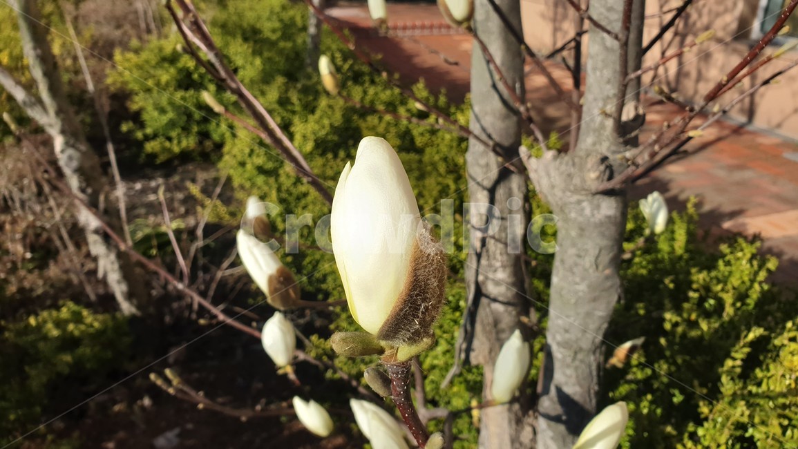 목련,봄꽃,꽃,나무,tree