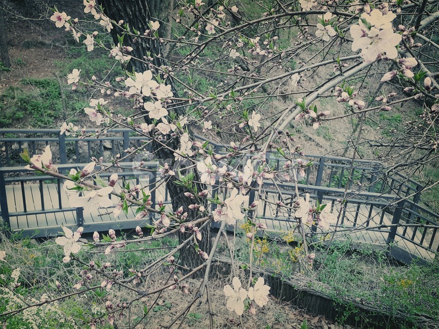 꽃,산,자연,숲,나무,산책로,풍경,낮,식물,자연,plants,nature,꽃,flower