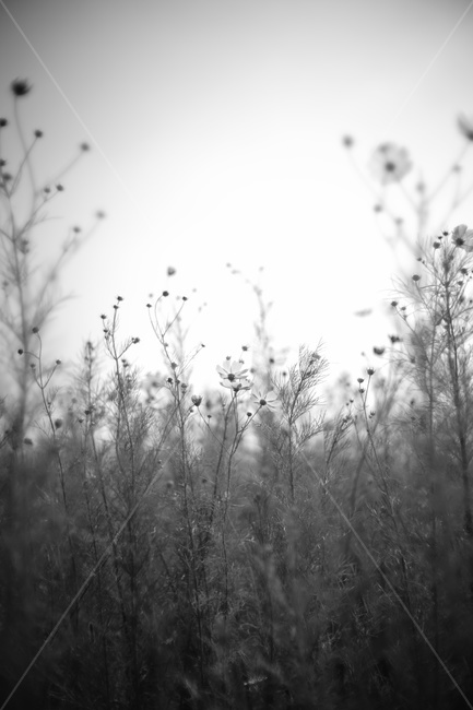 흑백,코스모스,그림자,꽃,shadow,flower,cosmos,식물,자연,plants,nature,꽃,flower,감성,sensible,feeling,흑백,모노톤,monochrome,black and white