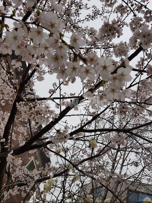 벚꽃,봄,하늘,흰꽃,공원,야외,개화,spring,outdoor,flowers,cherryblossoms