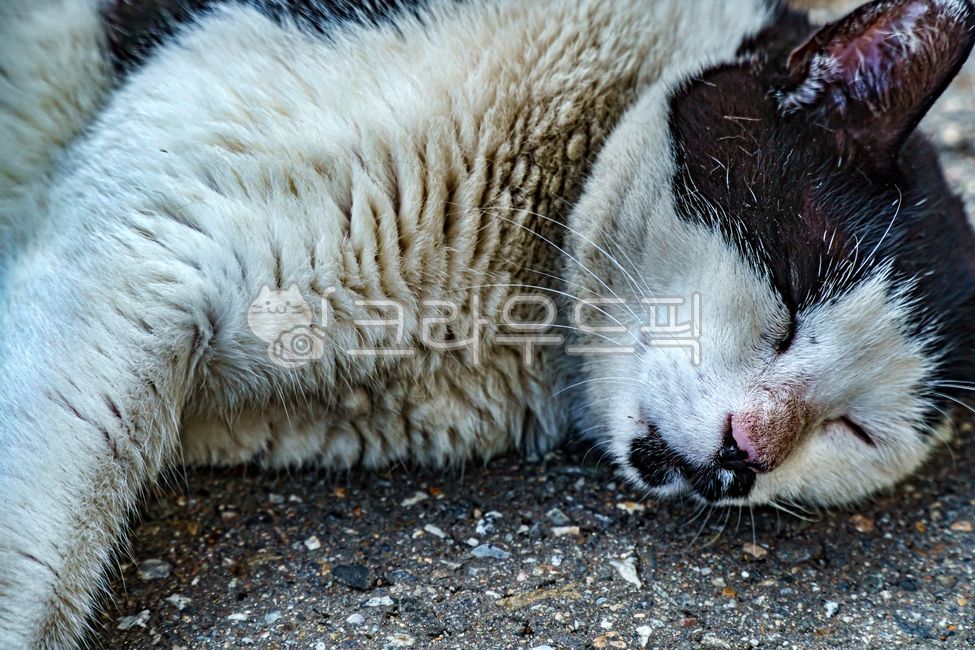 고양이,길고양이,cat,alleycat,straycat,동물,animal,포유류,mammal,자연,nature,아스팔트,asphalt,sleep,낮잠,nap,졸다,자다,잠자다,잠자리,snooze,코숏,코리안숏헤어,코리안쇼트헤어