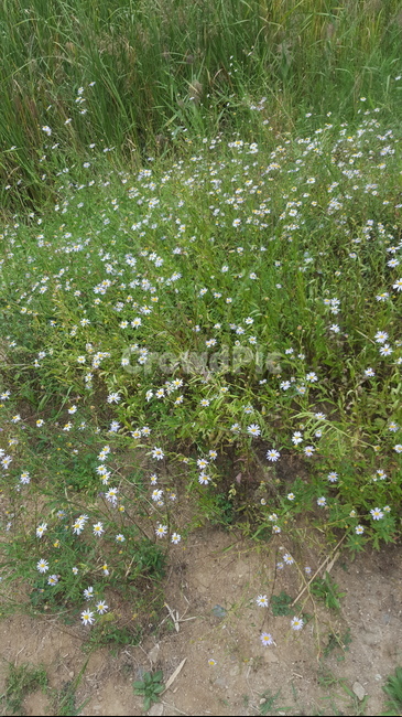 꽃,식물,plant,flower,자연