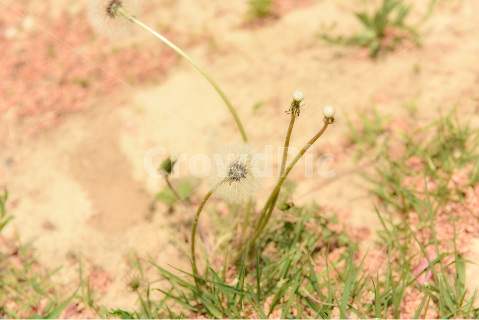 민들레,꽃,자연,접사,녹색,힐링,신선함,안식처,season,plants,nature,flower,sensible,feeling,색깔,색상,색채,색감,colorsense,colorsensitivity,feelingofcolor,감성,평온함,느낌,휴식