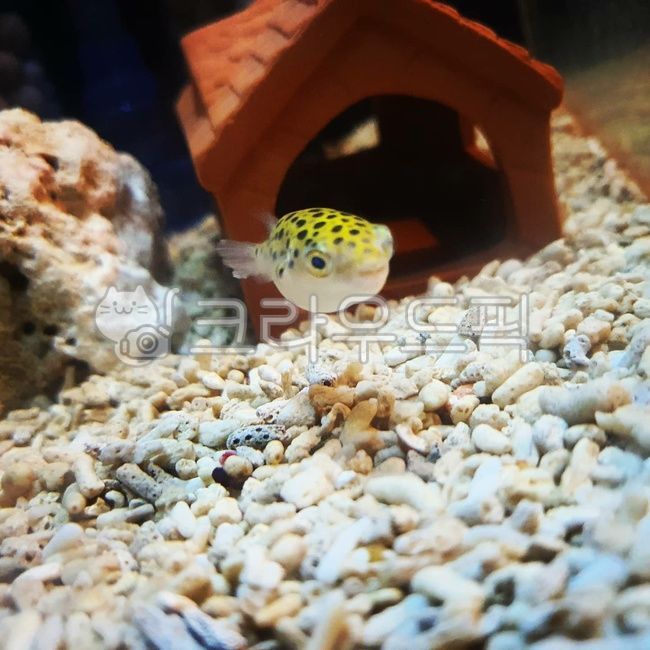 fishbowl,spottedgreenpuffer,fish,green pufferfish,puffer,greenpuffer,Blowfish