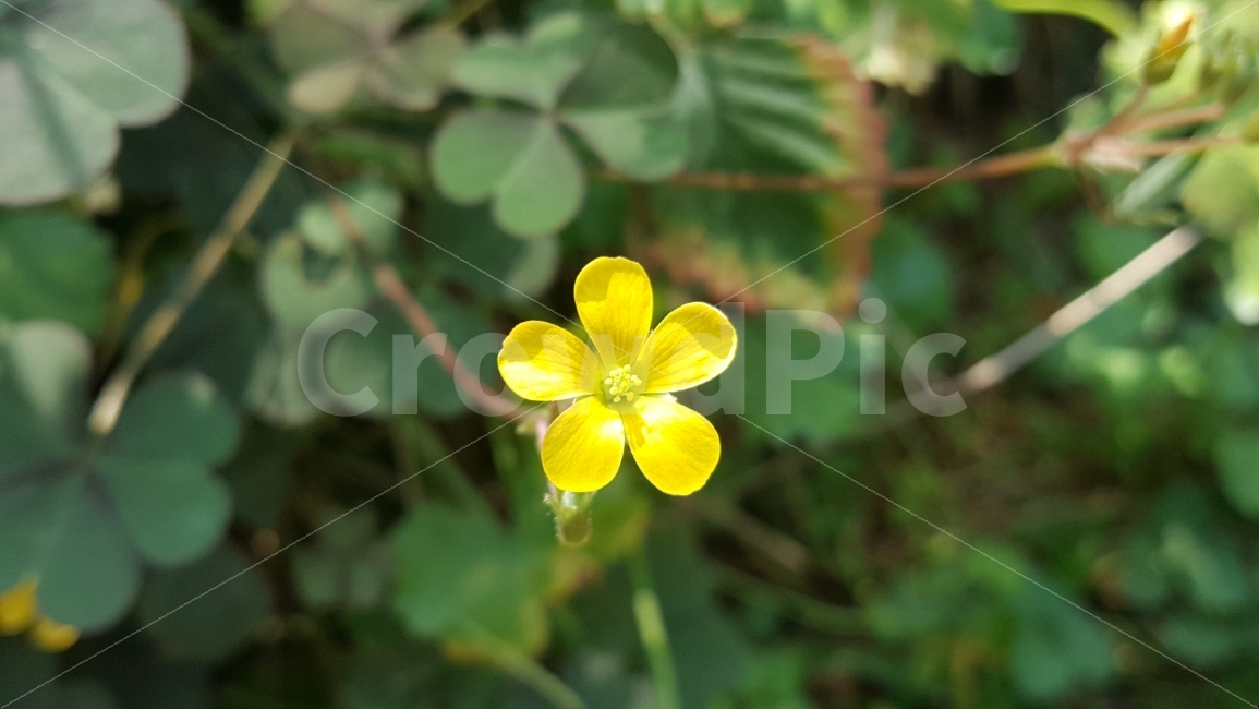 꽃,우리나라꽃,우리나라들꽃,들꽃,노란꽃,식물,자연,plants,nature,꽃,flower