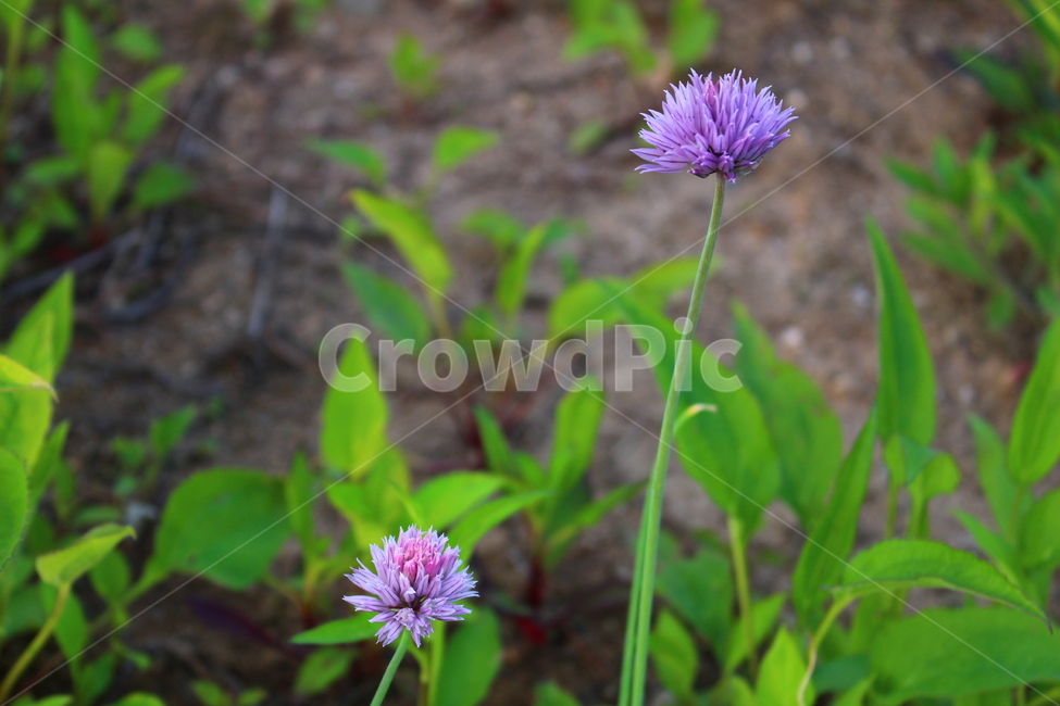 꽃,들꽃,야생화,보라꽃,봄,식물,자연,plants,nature,꽃,flower