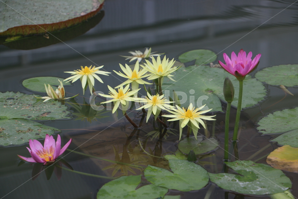 꽃,연꽃,flower,lotus,만개,식물,자연,plants,nature,꽃,flower