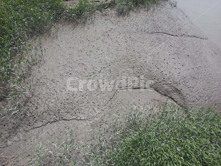ground,바닥,nature,outdoors,옥외,순천,생태계,순천만,자연,늪,습지,갈대,식물,자연,plants,nature
