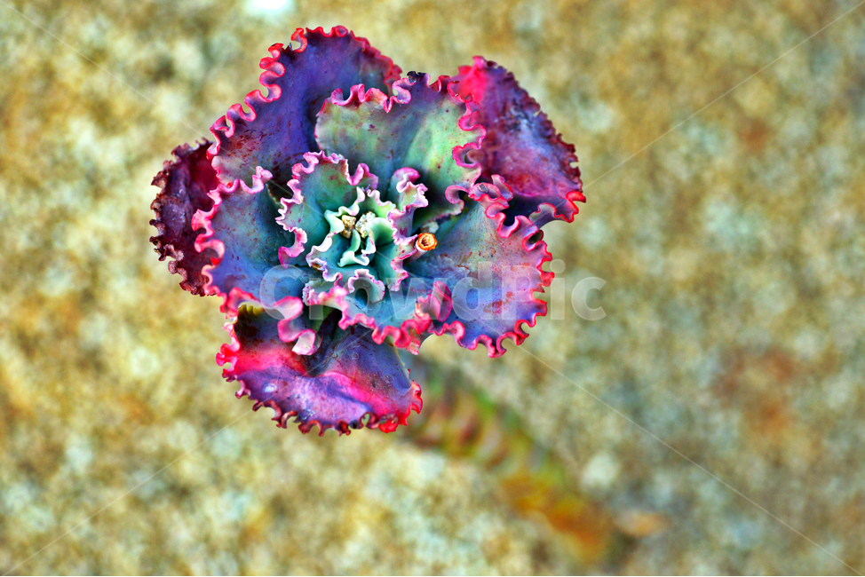 리틀쨈,선인장,다육식물,햇볕,관상용,식물,자연,plants,nature,꽃,flower