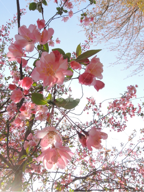 봄,벚꽃,겹벚꽃,핑크,꽃송이,그림같은,계절,자연,꽃잎,park,spring,cherryblossom,season,bloom,flower,closeup,floral,garden,petal,blossom,picturesque,sakura,pink,blooming,봄,계절,spring,season,식물,자연,plants,nature,꽃,flower,plant