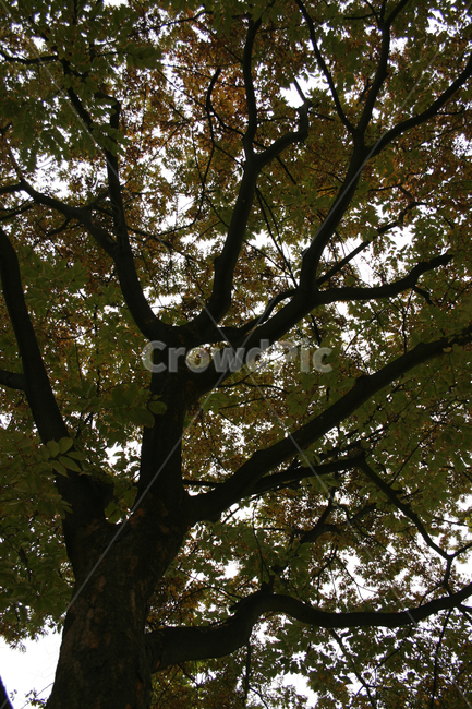 나무,가을,식물,자연,나뭇가지,식물,자연,plants,nature,나무,trees,wood
